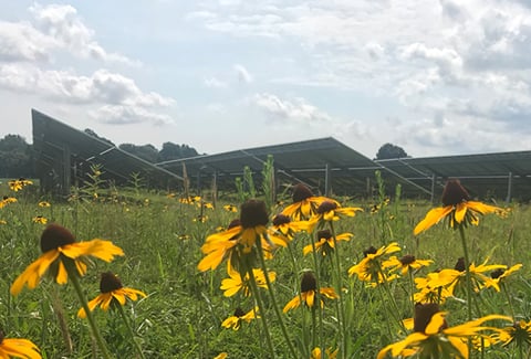 A field of sunflowers in front of rows of solar panels.