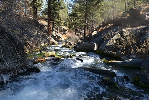 Rushing river flowing through a forest with boulders in the river and trees in the background. 