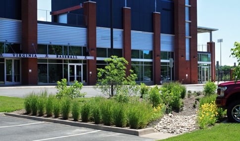 A rain garden filled with shrubs and trees in the Davenport Field parking lot. 