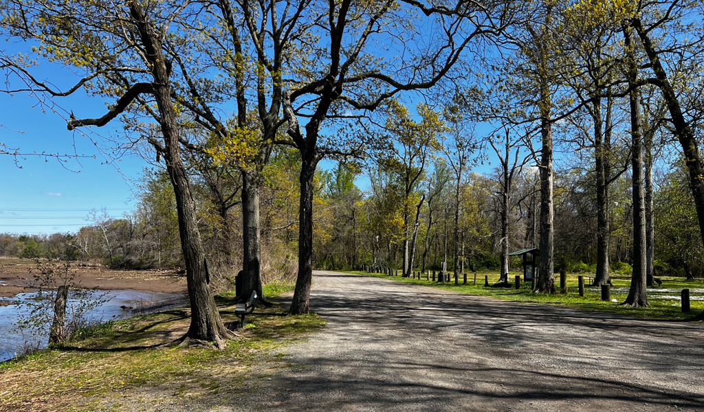 Paved walking path lined with trees and grass in Roebling Park.