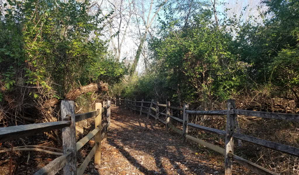 Rainear Landfill Path lined with wooden fences through the woods.