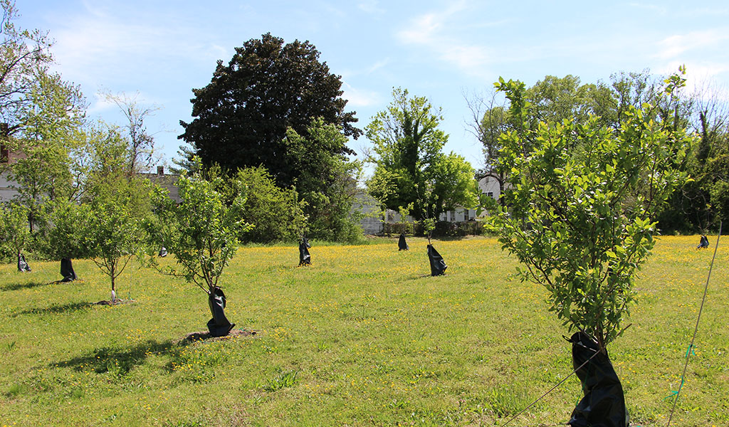 Newly planted fruit trees.