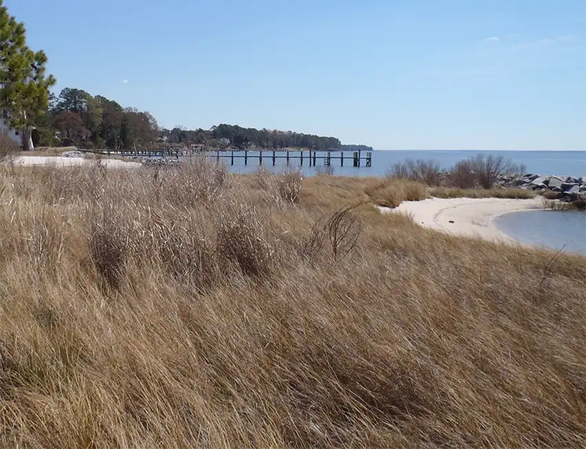 Natural grasses along the Fox Creek living shoreline