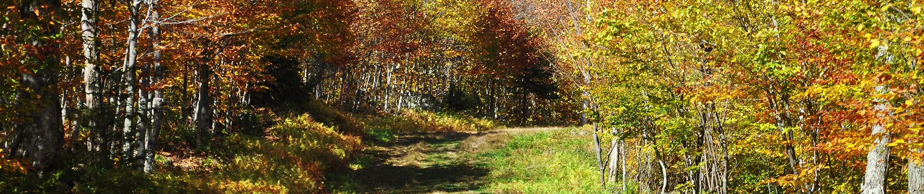 Deep woods and a grassy path into it.