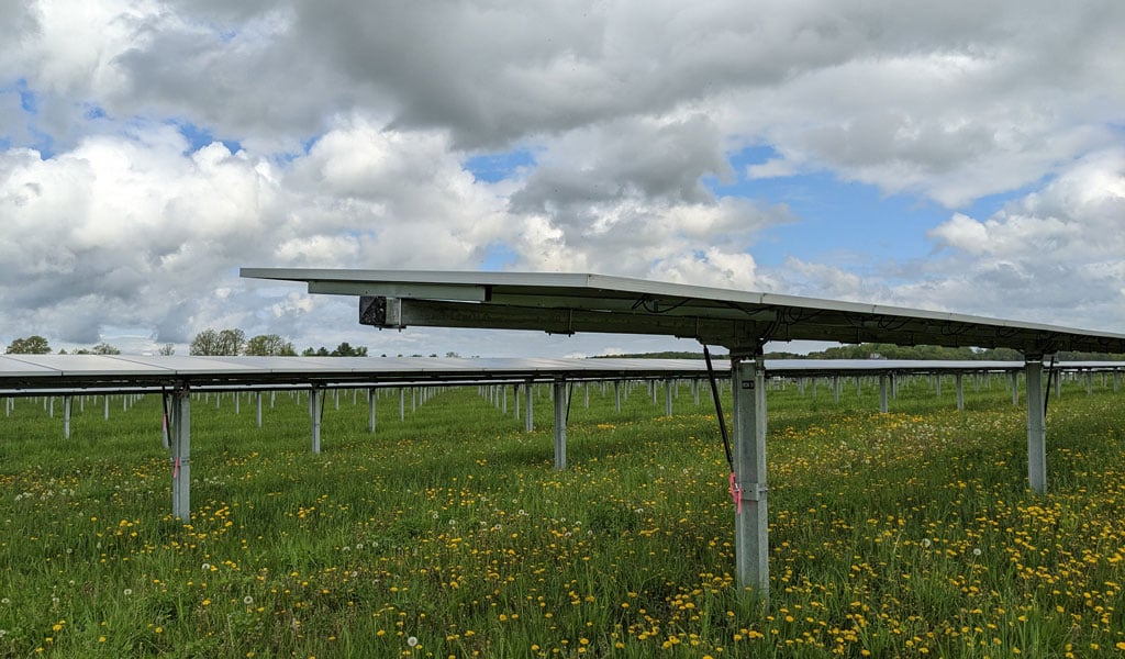 Rows of solar panels in a field with yellow flowers under blue skies with large clouds.