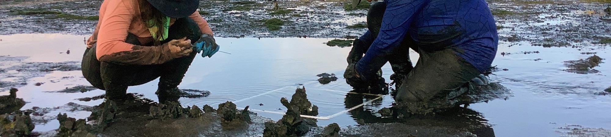 Two people examine oysters in a muddy sandbar