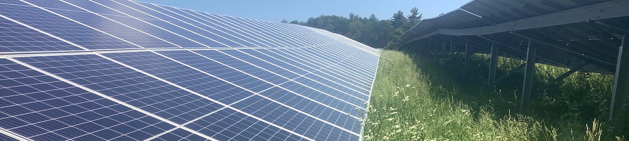 Solar panels bordered by tall grasses.