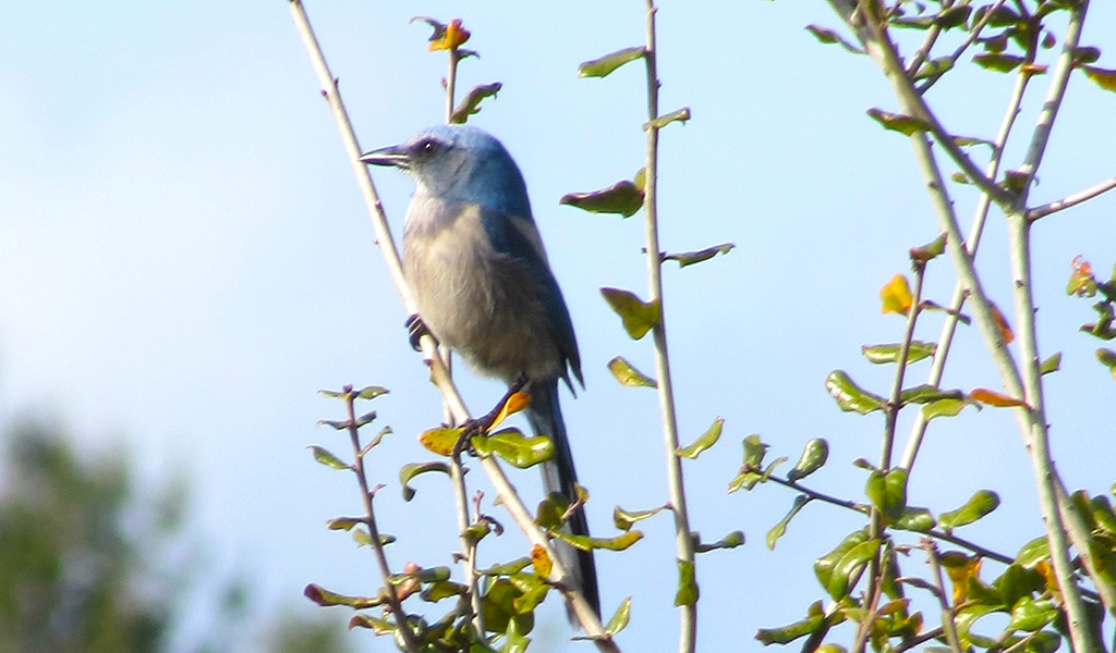 Florida Scrub Jay in habitat.