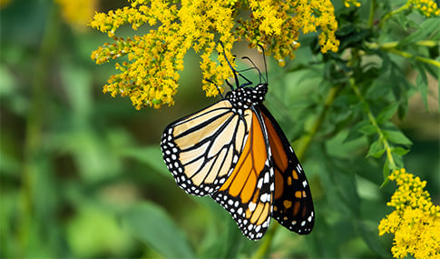 Orange and black monarch butterfly holding on to a yellow flower underneath greenery.